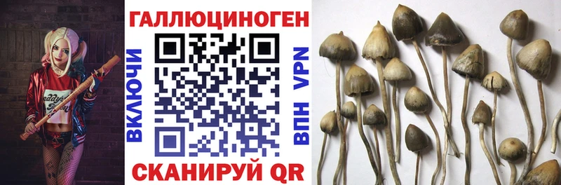 Псилоцибиновые грибы мицелий  Купить где  Краснослободск 